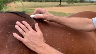 Saddlefit 4 Life: So pr&uuml;fst Du die Sattell&auml;nge