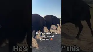 He&rsquo;s still in rut! #bison #bisonranch #buffalo #oklahoma #wildlife #farming #animals #animalsounds