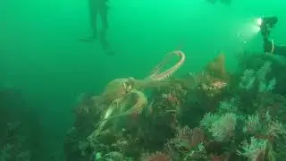 Octopus attack