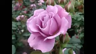 Amazing Angel Face Roses