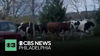 Cows spotted roaming through Bucks County, Pennsylvania