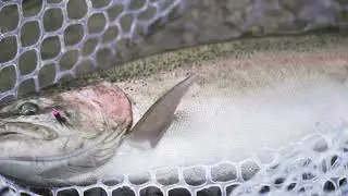 A Cinematic Film: Chasing Winter Chrome | Lake Erie Steelhead