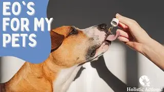 Is It Safe to Use Essential Oils on Your Pets? |  Dr. Melissa Shelton