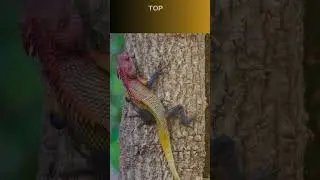 Top 10 Animals with the Best Regeneration Abilities