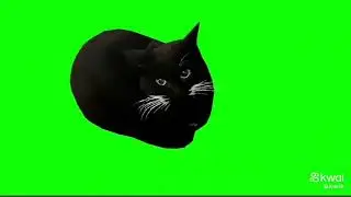 podem usar o gato dan&ccedil;ando