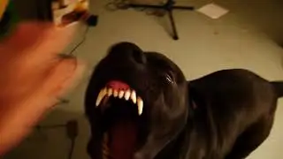Vader the friendly neighborhood dog