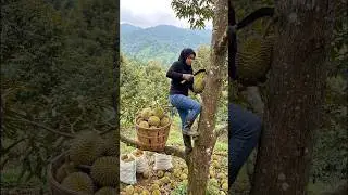 Peaceful Village Life || Durian Harvest