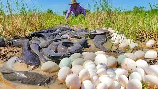 Unbelievable! Giant Catfish Guarding Hundreds of Eggs 🥚🐟