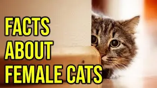 10 Fascinating Facts About Female Cats