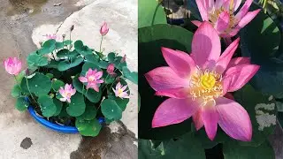The beauty of the single super mini red lotus flower grown in a pot