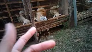 Tips dalam memilih indukan domba yang produktif berdasarkan pengamatan dalam menjalankannya !