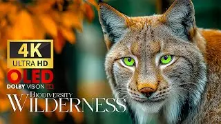 Lush Wilderness Biodiversity 4K 🌿 Discovery in Pristine Habitats with Tranquil Piano Flow for Calm