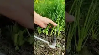 Fennel can still grow after being cut and can now be planted #FennelPlant