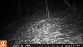 Beautiful fox