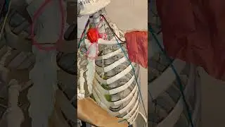 Head'sche Zone und Mackenzie Zone erkl&auml;rt - viszerale Reflexb&ouml;gen