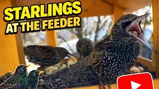 European Starlings at the Bird Feeder | Backyard Birds