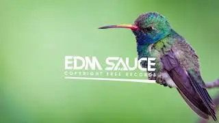 Hummingbird [EDM Sauce Copyright Free Records]