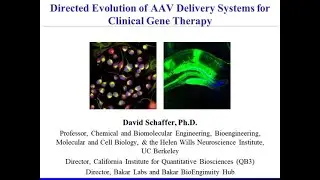 Directed Evolution of AAV Delivery Systems for Clinical Gene Therapy