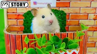 Kawaii Hamster House 🏡 Room Tour with Syrian Hamster 🏡 Homura Ham