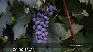 Lambrusco di Sorbara DOC