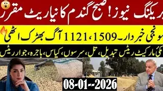 Today Wheat price in punjab//گندم کا ریٹ2026/munji makki till sarso/Galla mandi rate today #gundam