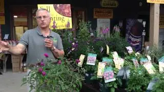 Fall Plants -  Alternatives to chrysanthemums