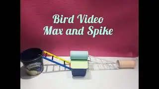 Bird Tricks