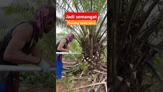 Cara pruning sawit pokok pendek  bagi pemula.