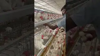 Anda farm me anda kaise uthate hai | Anda hi anda #shorts #viral #trending