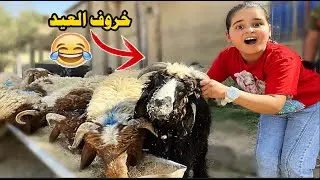 دانيه وخروف العيد ضيعت طليان شوف شصار#تحشيش | طه البغدادي