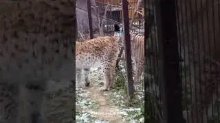 Marusya Meets Marsel #lynx #bigcat
