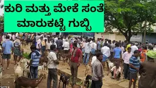 @AGRIANIMALS every Monday sheep and goats market at gubbi part 2