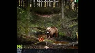 Sunny Spring Forest Walkthrough Video
