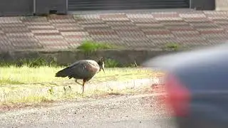 El ibis eremita de A Ramallosa, Cañaílla, cruza varias veces la carretera