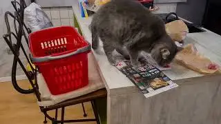 Maus vs. geschräderte Kuh.  #petfluencer Apollo + Cosmo vs. Wurmi + Bali Reaktion der Al Katziras...