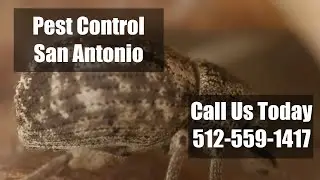 Pest Control In San Antonio Texas - Residential Emergency Exterminators Termite & Bed Bug Treatments