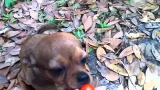 Dumb tomato eating dog