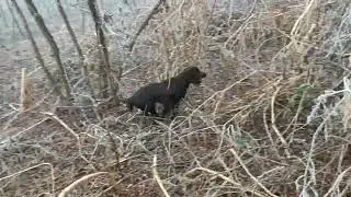 Bolt del bona #cocker spaniel lavoro
