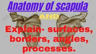 Anatomy & physiology of the Scapula ( Explain - Surfaces, Borders, Angles, Processes etc.)