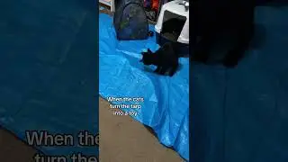 Danny Our Black Cat Searching For The Foster Kitten