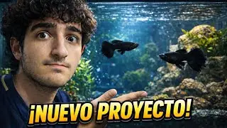 &iexcl;Nuevo proyecto guppys black moscow importados!