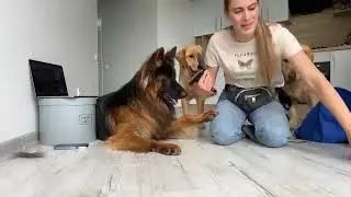Leo Fucarev! Grooming My 3 Fluffy Dogs During The Shedding Season