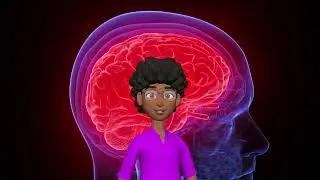 Vital Organs The Brain SPANISH