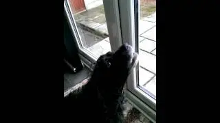 Ralph howling