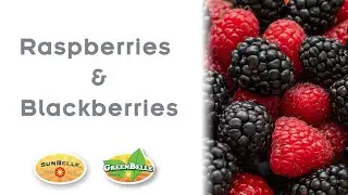 Sun Belle Raspberries and Blackberries