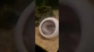 Axalot eats