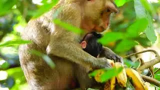Veryt Hungry Miyeon, No Food To Feed Monkeys In Mahanokor Group.