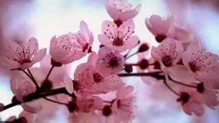 Mado Kara Mieru Music Video