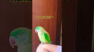 Humari Bholi Bhali Mithudi 🦜🧿💝#cute #ytshorts #parrotlover #petparrot #talkingparot  #trending