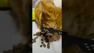 Meow eating crunch with swag 😎❤️ #cat #catswag #catasmr #kitten #viral #mycat #gangstar